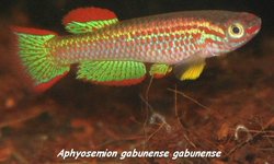 Aphyosemion gabunense GBG 93-30