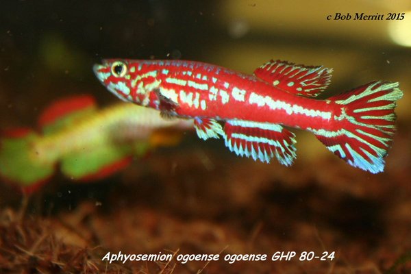 Aphyosemion ogoense ogoense GHP 80-24