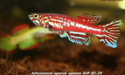 Aphyosemion ogoense ogoense GHP 80-24