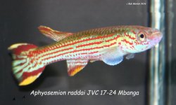 Aphyosemion raddai JVC 17-24 Mbanga