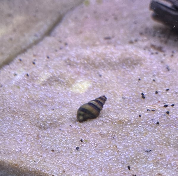 Assassin Snails