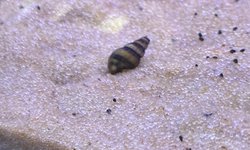 Assassin Snails