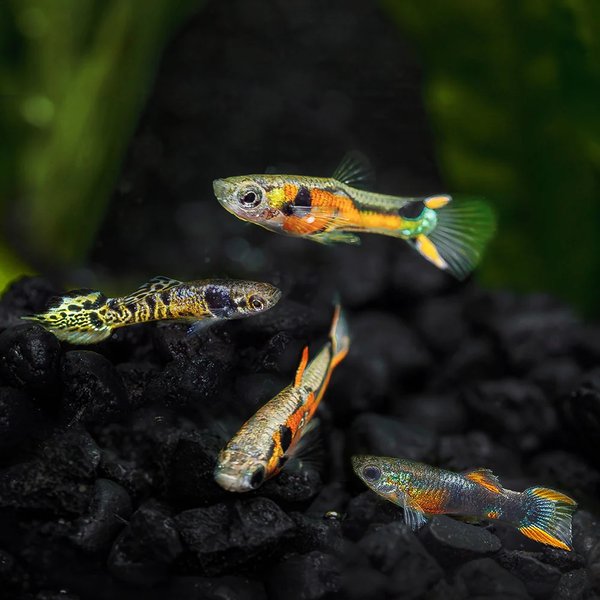 Black bar endlers
