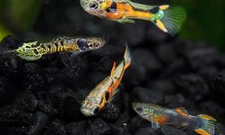 Black bar endlers