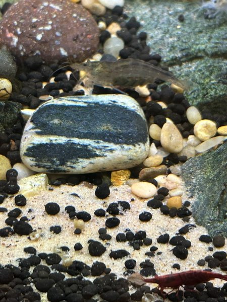 Berried Female Amano Shrimp