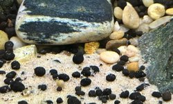 Photo 3 of Berried Female Amano Shrimp