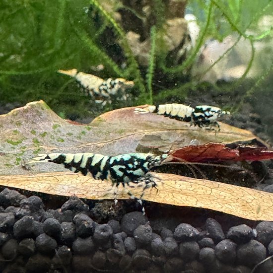Black Galaxy Caridina Shrimp