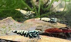 Black Galaxy Caridina Shrimp