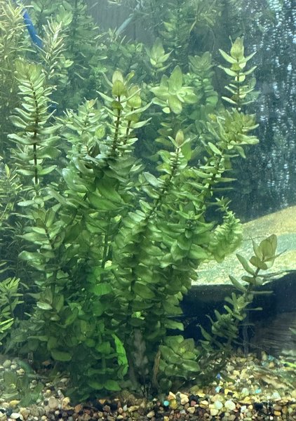Bacopa caroliniana (#3)