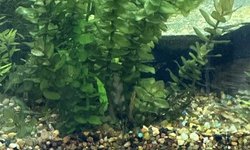 Photo 2 of Bacopa caroliniana (#3)