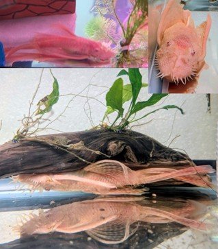 Male Long-Fin Albino Bristlenose Pleco (1)