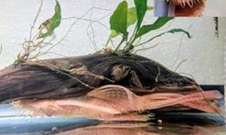 Albino Long-Fin BN Pleco (Ancistrus sp.)