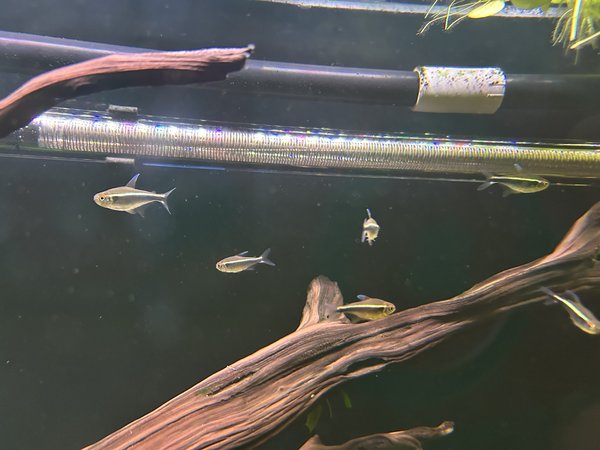 School of 11 Black Neon Tetras