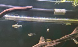 Photo 2 of School of 11 Black Neon Tetras