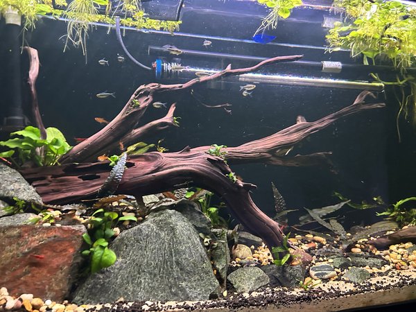 School of 11 Black Neon Tetras