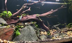 Photo 5 of School of 11 Black Neon Tetras