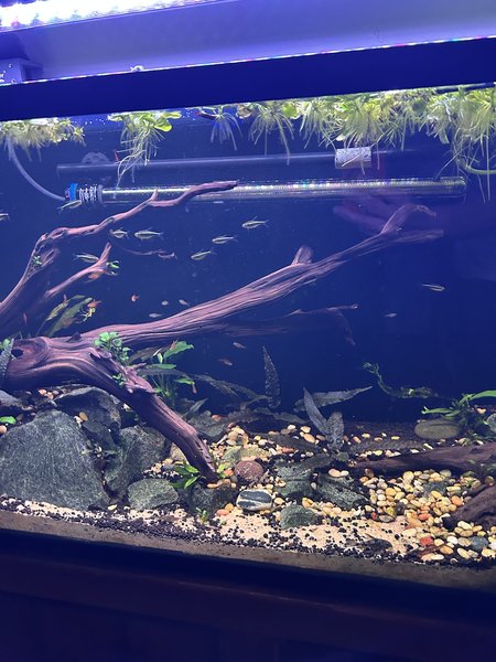 School of 11 Black Neon Tetras