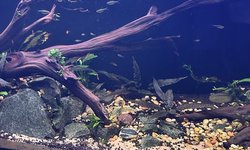 Photo 6 of School of 11 Black Neon Tetras