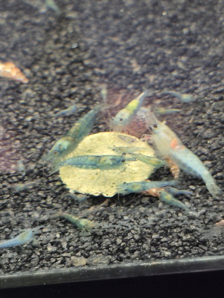 10 Blue Jelly Neocaridina