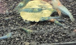 10 Blue Jelly Neocaridina