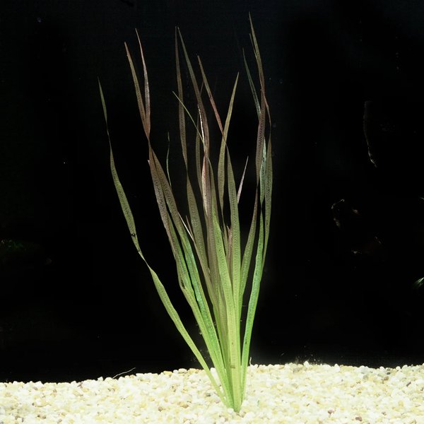 Originally from florida aquatic nurseries