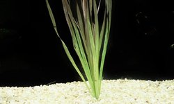 Blyxa Red (Blyxa aubertii)