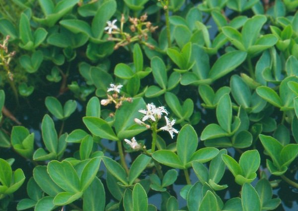 Bog Bean plant