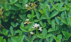 Bog Bean plant