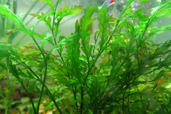Bolbitis / African Water Fern (Bolbitis heudelotii)