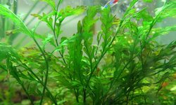 Bolbitis / African Water Ferns