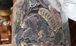 Botanicals1-8" bag
