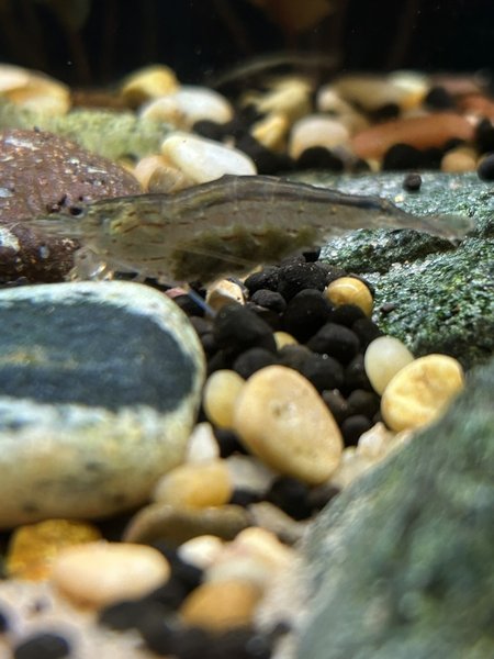 Berried Female Amano Shrimp