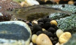 Berried Female Amano Shrimp
