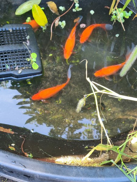 6 Comet Goldfish for BAP