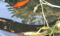 6 Comet Goldfish for BAP
