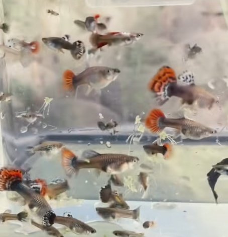 25 x Unsexed mutt guppies