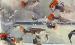 25 x Unsexed mutt guppies