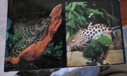 Book-Catfish in the Aquarium