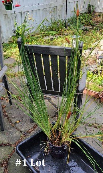 Dwarf Cattail (Zone Hardy) #1