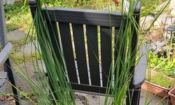 Dwarf Cattail (Zone Hardy) #1
