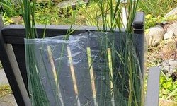 Photo 2 of Dwarf Cattail (Zone Hardy) #1