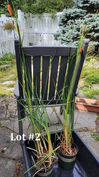 Dwarf Cattail (Zone Hardy) #2