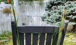 Dwarf Cattail (Zone Hardy) #2