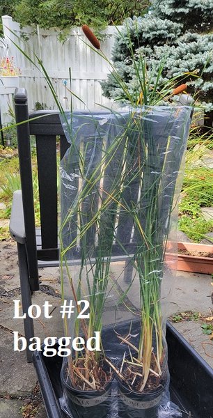 Dwarf Cattail (Zone Hardy) #2