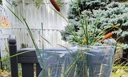 Photo 2 of Dwarf Cattail (Zone Hardy) #2