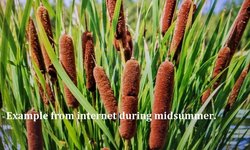 Photo 3 of Dwarf Cattail (Zone Hardy) #1