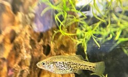 Polkadot Goodeid Fry Group - 6 Juveniles