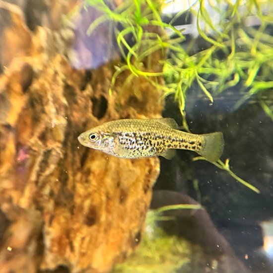 Polkadot Goodeid Fry Group - 7 Juveniles
