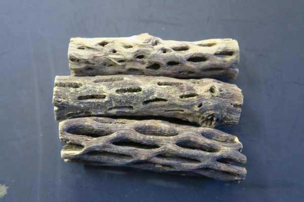 Cholla Wood (Cylindropuntia imbricata)