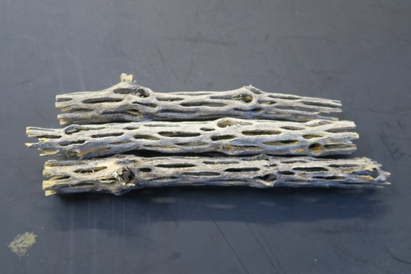 Cholla Wood (Cylindropuntia imbricata)